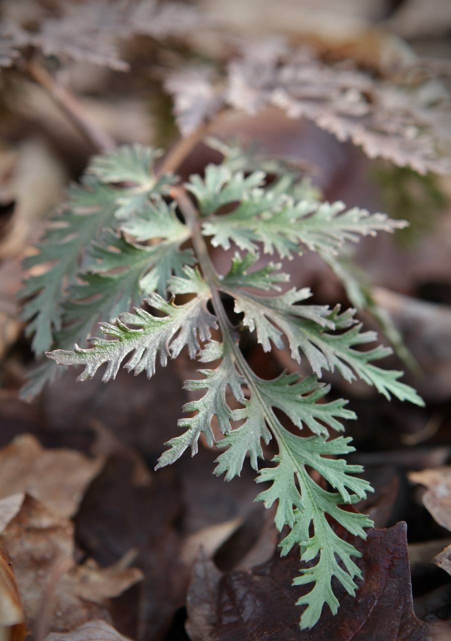 Photo of Cutleaf Grapefern